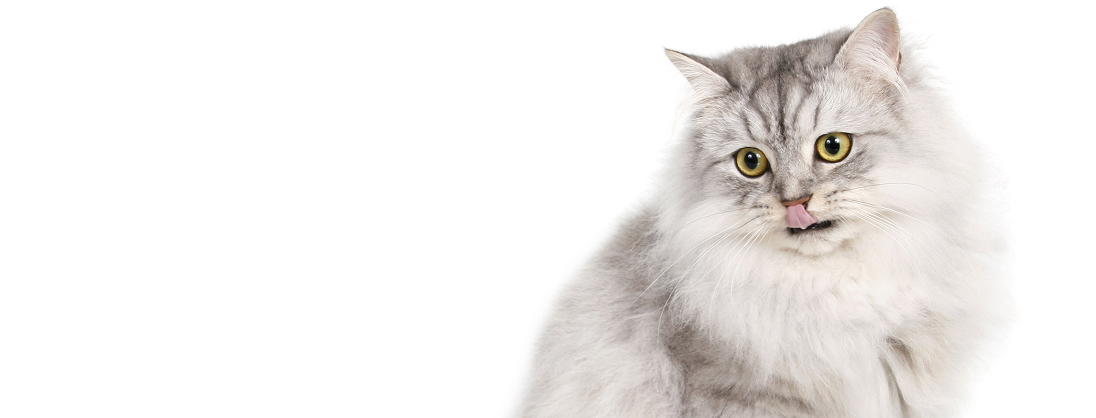 Your Cat Was Asleep Five Minutes Ago, So Why Are They Suddenly Sprinting Through the House?